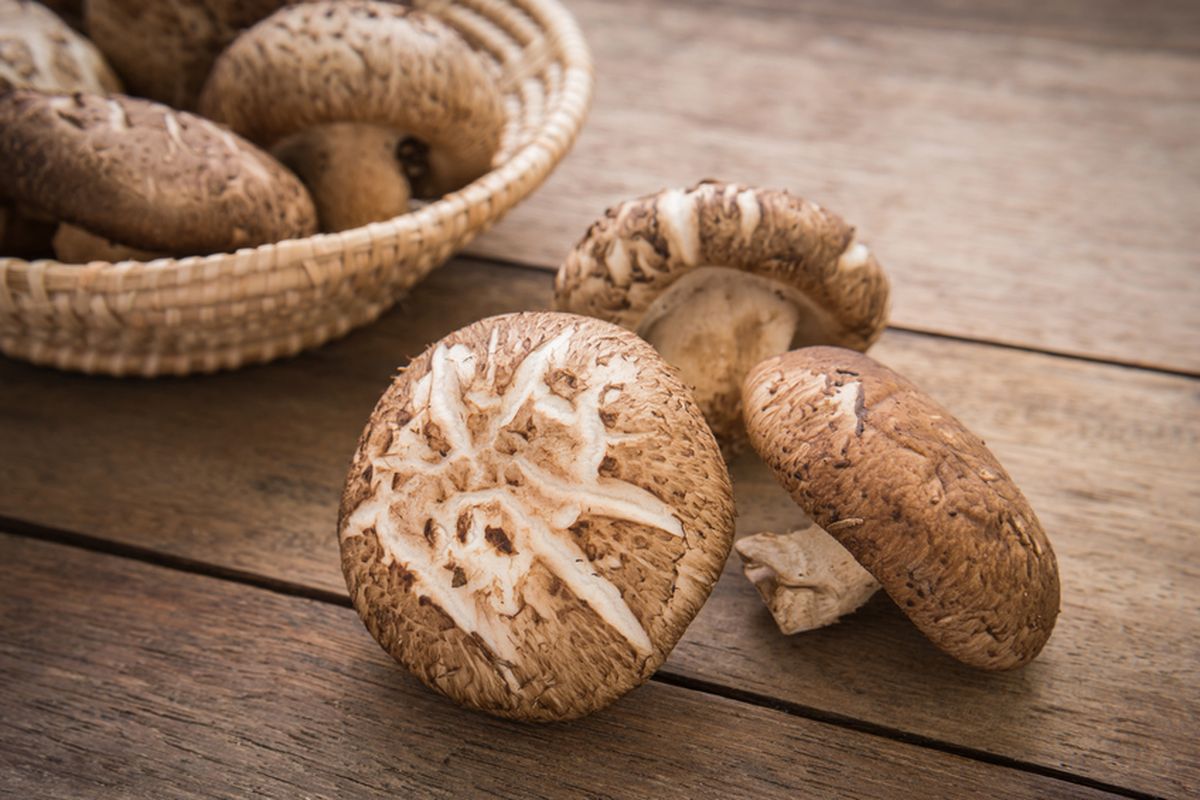 Jamur Shimeji: Si Cantik yang Penuh Nutrisi